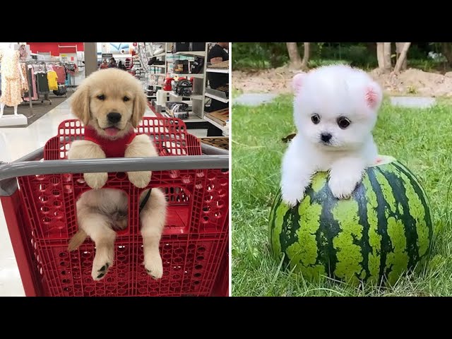 Baby Dogs 🔴 Cute and Funny Dog Videos Compilation #6 | 30 Minutes of Funny Puppy Videos 2022
