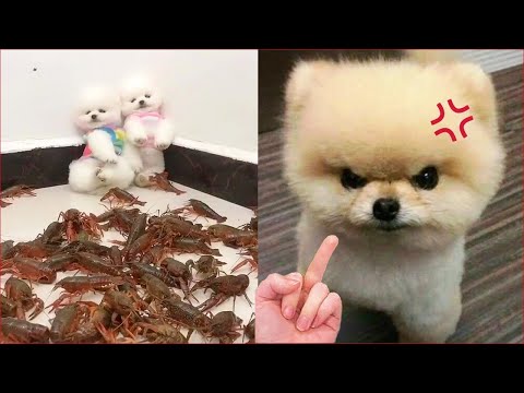 Funniest Animals 😍🐶😻 Funny Dog And Cat | Funny Animals Video #60