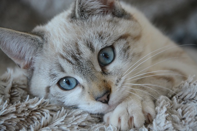 Top Tips For A Happy And Healthy Feline