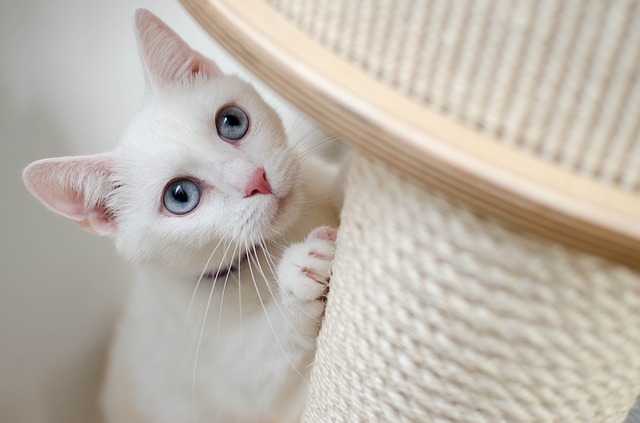 Treat Your Cat Well With These Tips.