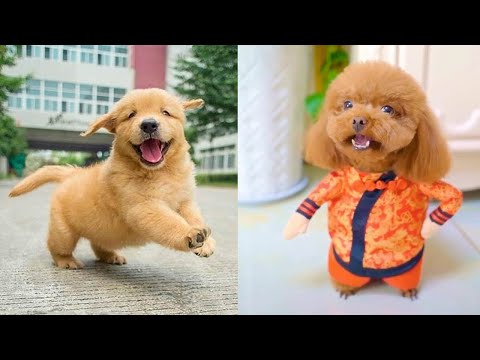 Baby Dogs 🔴 Cute and Funny Dog Videos Compilation #8 | 30 Minutes of Funny Puppy Videos 2022