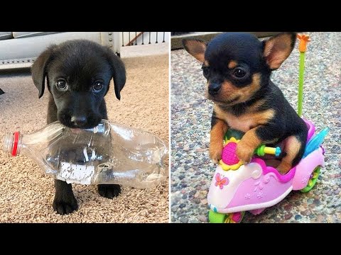 Baby Dogs 🔴 Cute and Funny Dog Videos Compilation #7 | 30 Minutes of Funny Puppy Videos 2022