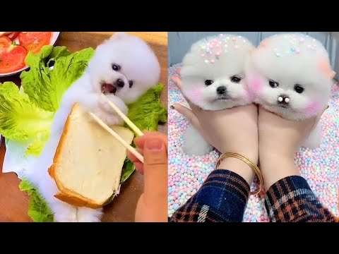 Funny and Cute Dog Pomeranian 😍🐶| Funny Puppy Videos #131