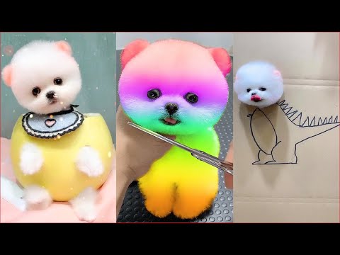 Funny and Cute Dog Pomeranian 😍🐶| Funny Puppy Videos #118