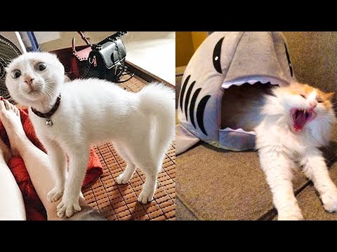 Funniest Dogs And Cats – Best Of The 2022 Funny Animal Videos #2