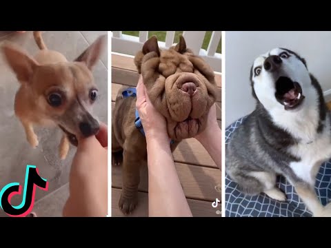 Ultimate Funniest Dogs and Cutest Puppies of TIKTOK Compilation