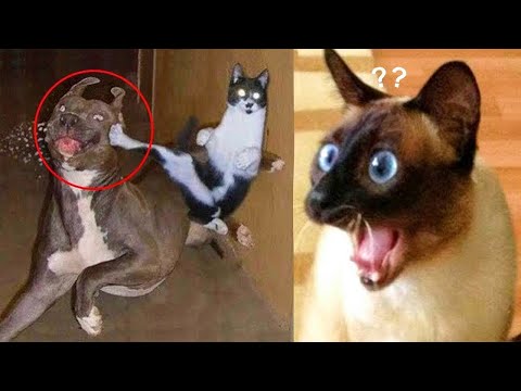 Funniest Animals Video – Best Cute Cats😹 and Funny Dogs🐶 Videos 2022 Compilation!