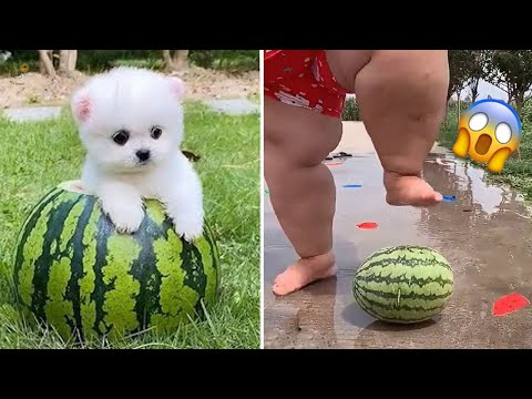 Cute and Funny Dog Video 😺😍 | Funny Animals #7