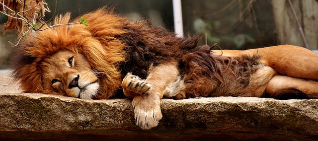 Great Cat Tips You Can Use Right Now