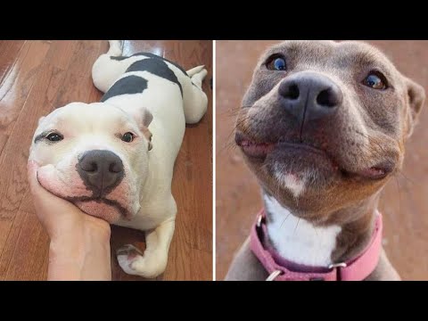 Funny Dogs Reaction 😆 Can You Watch These Funny Dogs Without Laughing? #8