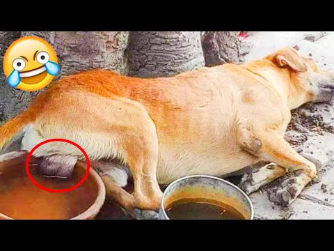 You Laugh 3 Times, You Lose – Funniest Dogs You See Of This Week