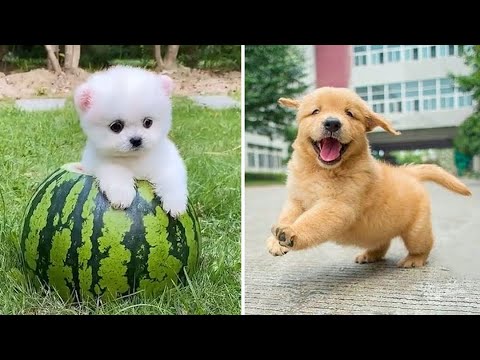 Baby Dogs 🔴 Cute and Funny Dog Videos Compilation #12 | 30 Minutes of Funny Puppy Videos 2022