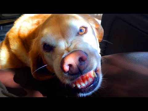 This Is How This Dog Smiles | Funny Pet Videos
