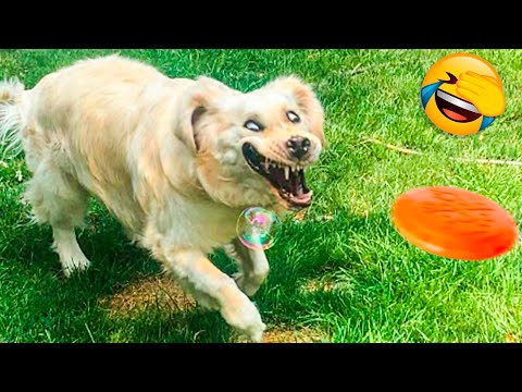 Best Funny Animal Videos 2022 😂 – Funniest Dogs And Cats Videos 🤣🐹