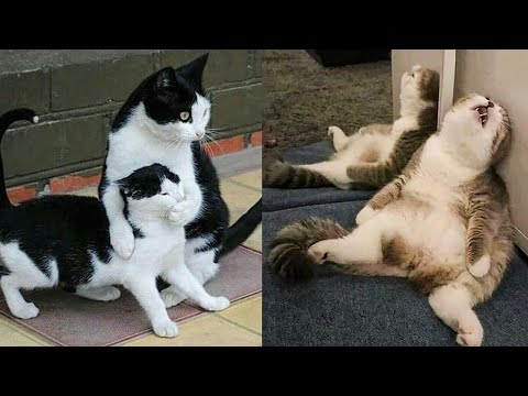 Funniest Dogs And Cats – Best Of The 2022 Funny Animal Videos #11