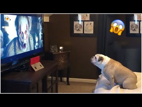 AWW SO FUNNY😂😂 Super Dogs And Cats Reaction Videos (Honest Audio) #28