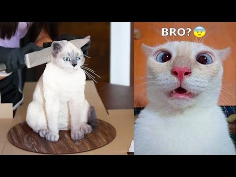 Funniest Dogs And Cats – Best Of The 2022 Funny Animal Videos #6