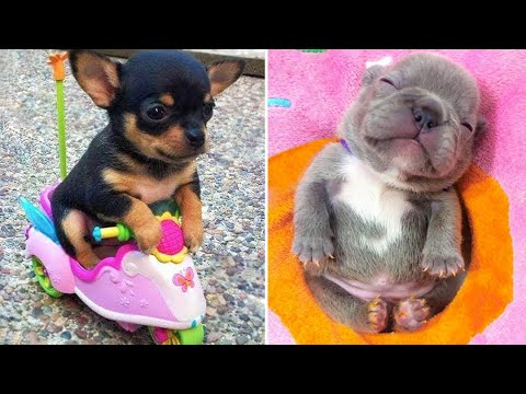 Baby Dogs 🔴 Cute and Funny Dog Videos Compilation #11 | 30 Minutes of Funny Puppy Videos 2022