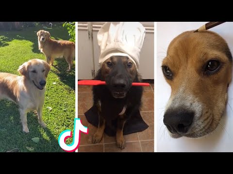 Funniest Dogs Ever 🤣 Best Funny Doggos Videos Compilation (2022)