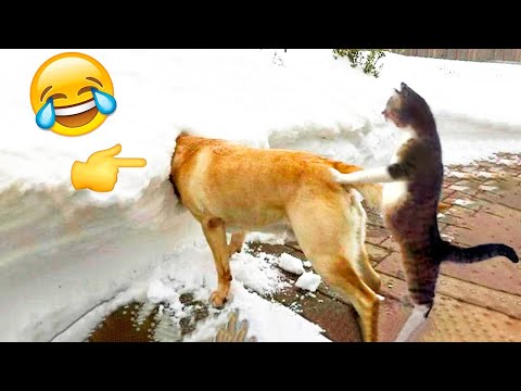 Funniest Dogs And Cats – Best Of The 2022 Funny Animal Videos #8