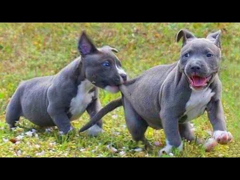 These Cute And Funny PITBULL DOGS Will Relieve Your Stress   😂 Funniest Dog Videos