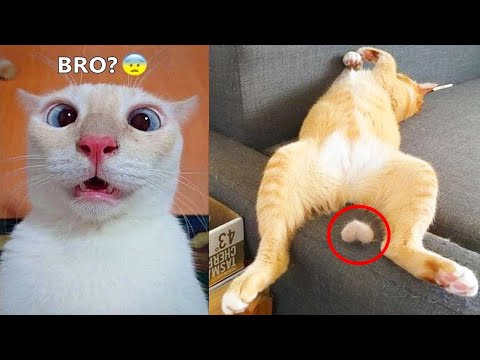 Funniest Dogs And Cats – Best Of The 2022 Funny Animal Videos #10