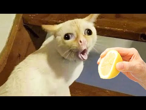 Funniest Dogs And Cats – Best Of The 2022 Funny Animal Videos #3