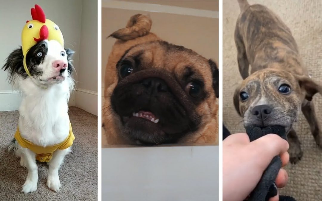 Cutest Doggos Ever 🤣 Best Funny Dog Videos Compilation (2022)