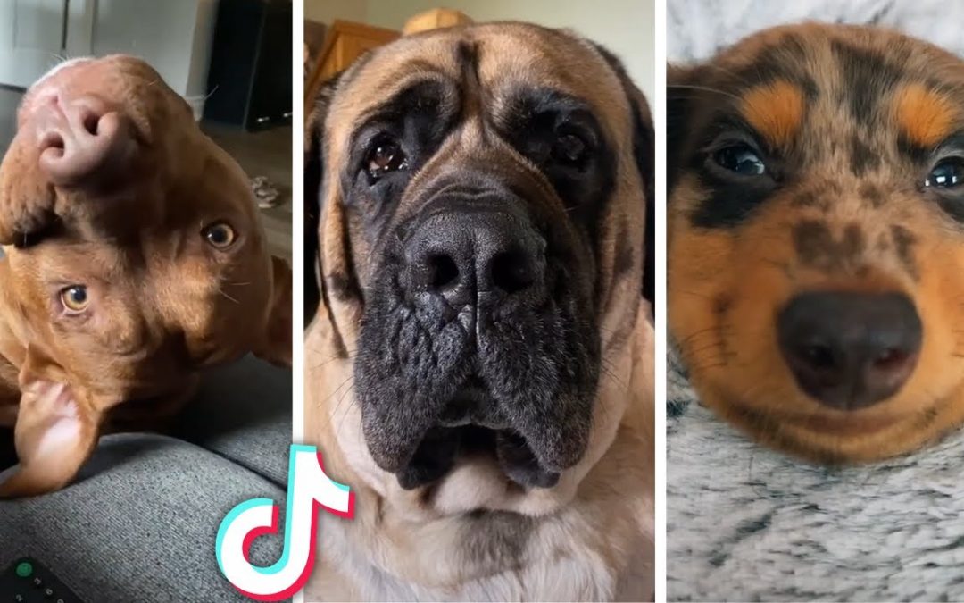 Funny DOG Videos That Make You Want a Doggo Immediately 🥰