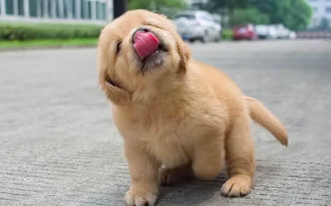 Funniest & Cutest Golden Retriever Puppies – 30 Minutes of Funny Puppy Videos 2022 #2