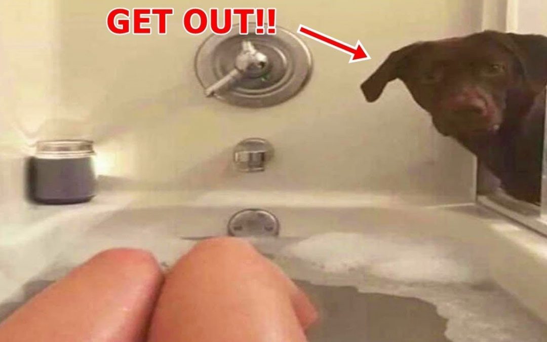 Funny Dogs Reaction 😆 Can You Watch These Funny Dogs Without Laughing? #24