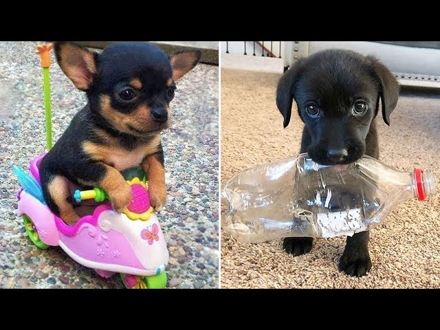 Baby Dogs 🔴 Cute and Funny Dog Videos Compilation #10 | 30 Minutes of Funny Puppy Videos 2022