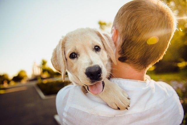Simple Training Tips To Help You With Your Dog
