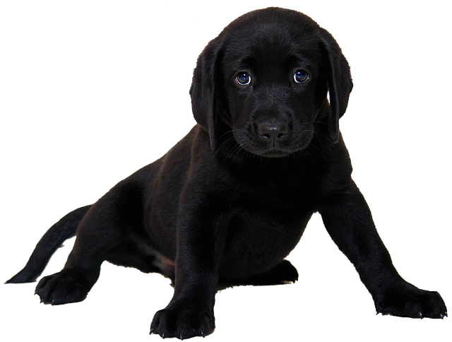 You May Not Realize How Easy It Can Be To Train Your Dog
