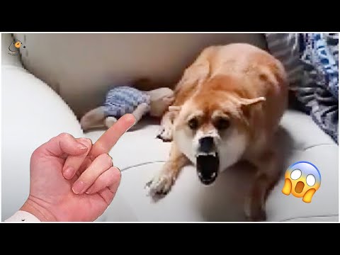 AWW SO FUNNY😂😂 Super Dogs And Cats Reaction Videos (Honest Audio) #30