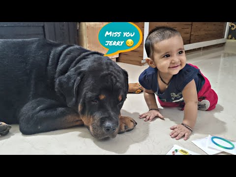 emotional dog and his owner video      | cute puppies | funny dog videos |