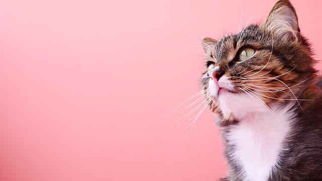 How To Take Care Of Your Beloved Pet Cat