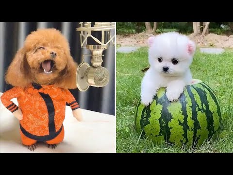 Baby Dogs 🔴 Cute and Funny Dog Videos Compilation #18 | 30 Minutes of Funny Puppy Videos 2022
