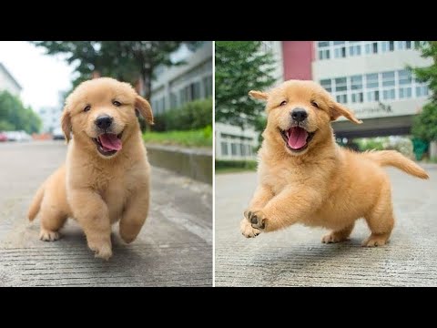 Funniest & Cutest Golden Retriever Puppies – 30 Minutes of Funny Puppy Videos 2022 #3