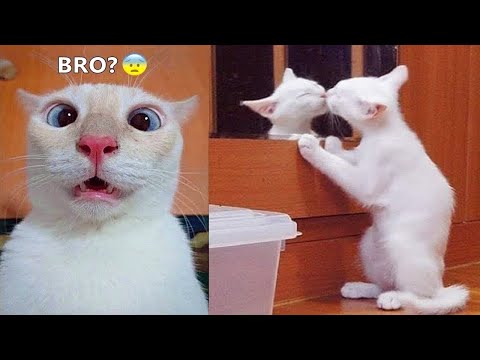 Funniest Dogs And Cats – Best Of The 2022 Funny Animal Videos #14
