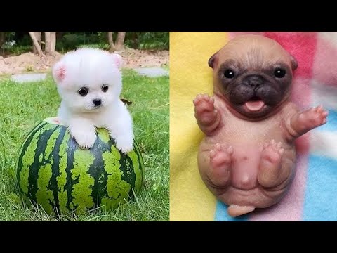 Baby Dogs 🔴 Cute and Funny Dog Videos Compilation #14 | 30 Minutes of Funny Puppy Videos 2022