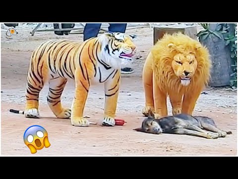 AWW SO FUNNY😂😂 Super Dogs And Cats Reaction Videos (Honest Audio) #35