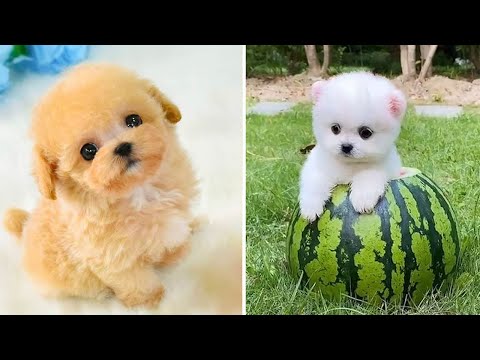 Baby Dogs 🔴 Cute and Funny Dog Videos Compilation #15 | 30 Minutes of Funny Puppy Videos 2022