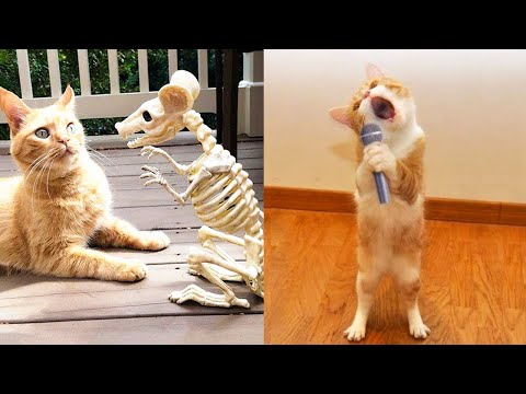 Funniest Dogs And Cats – Best Of The 2022 Funny Animal Videos #17