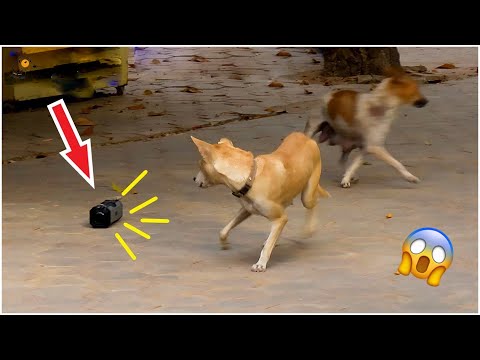 AWW SO FUNNY😂😂 Super Dogs And Cats Reaction Videos (Honest Audio) #29