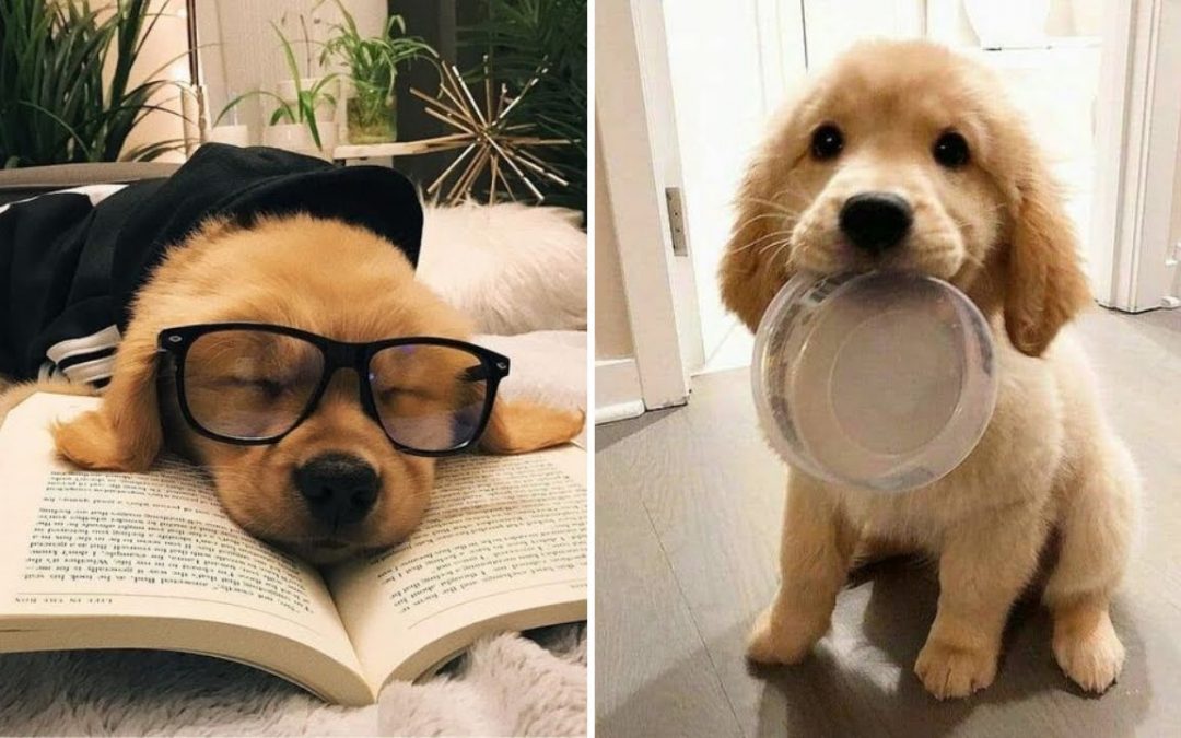 Best Funny and Cute Golden Retriever Puppies 2022 – Funniest Golden Retriever Videos