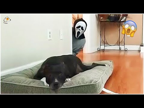 AWW SO FUNNY😂😂 Super Dogs And Cats Reaction Videos (Honest Audio) #57