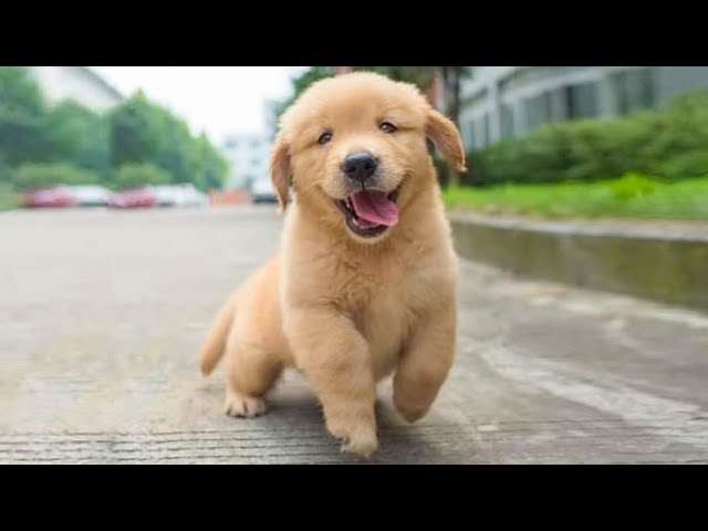 Funniest & Cutest Golden Retriever Puppies – 30 Minutes of Funny Puppy Videos 2022 #4