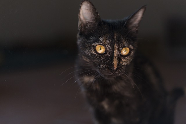 Simple Solutions About Cats That Are Easy To Follow