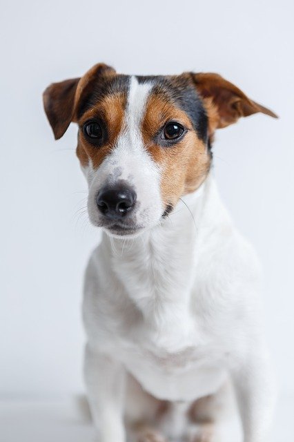 Training Your Dog:  Proven, Useful Hints And Tips
